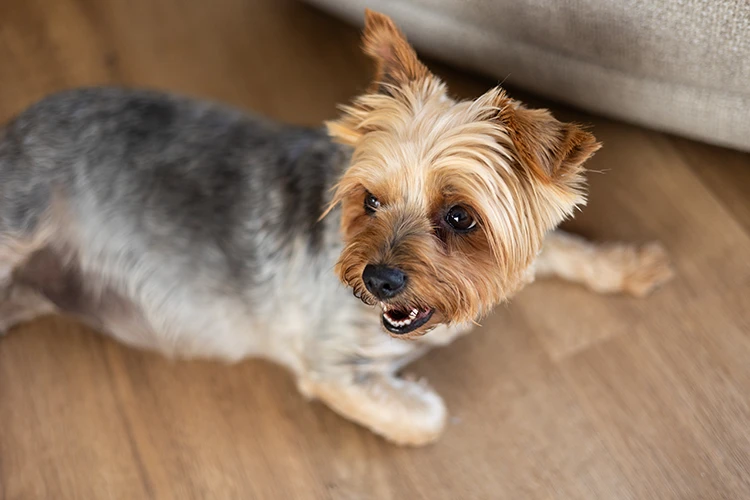 oliver's highland pet crematorium grief and bereavement support 1